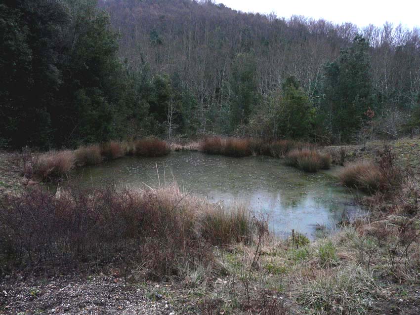 Stagni interessanti tra Massa M.ma e Monterotondo M.mo (GR)